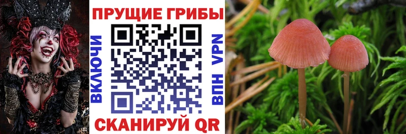 Псилоцибиновые грибы GOLDEN TEACHER  Купить где  Чухлома 